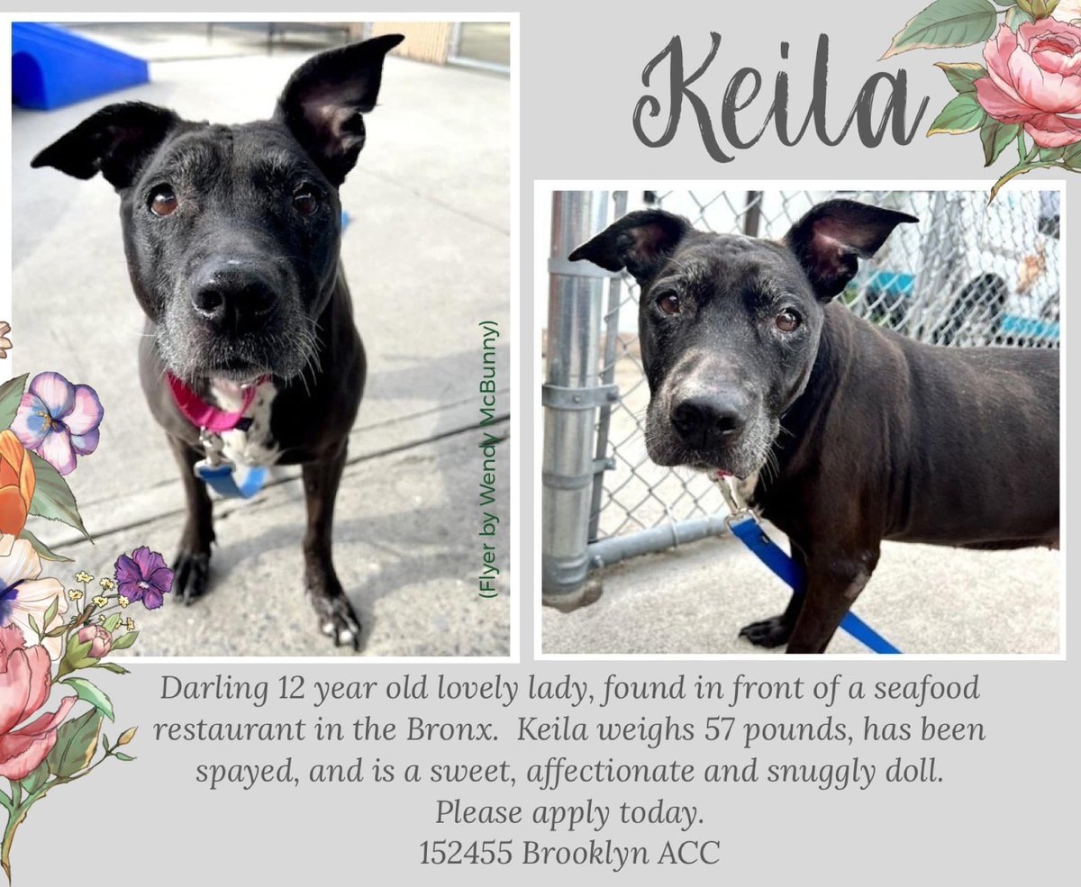 PoundHoundsResQ's tweet photo. Welcome to Pound Hounds ResQ Keila.  She will be entering our fospice program where she will stay in foster care and be loved for the rest of her life, and we will take care of her medically, for the rest of her days.

Welcome to #foreversafe https://t.co/Nq108CGNcm