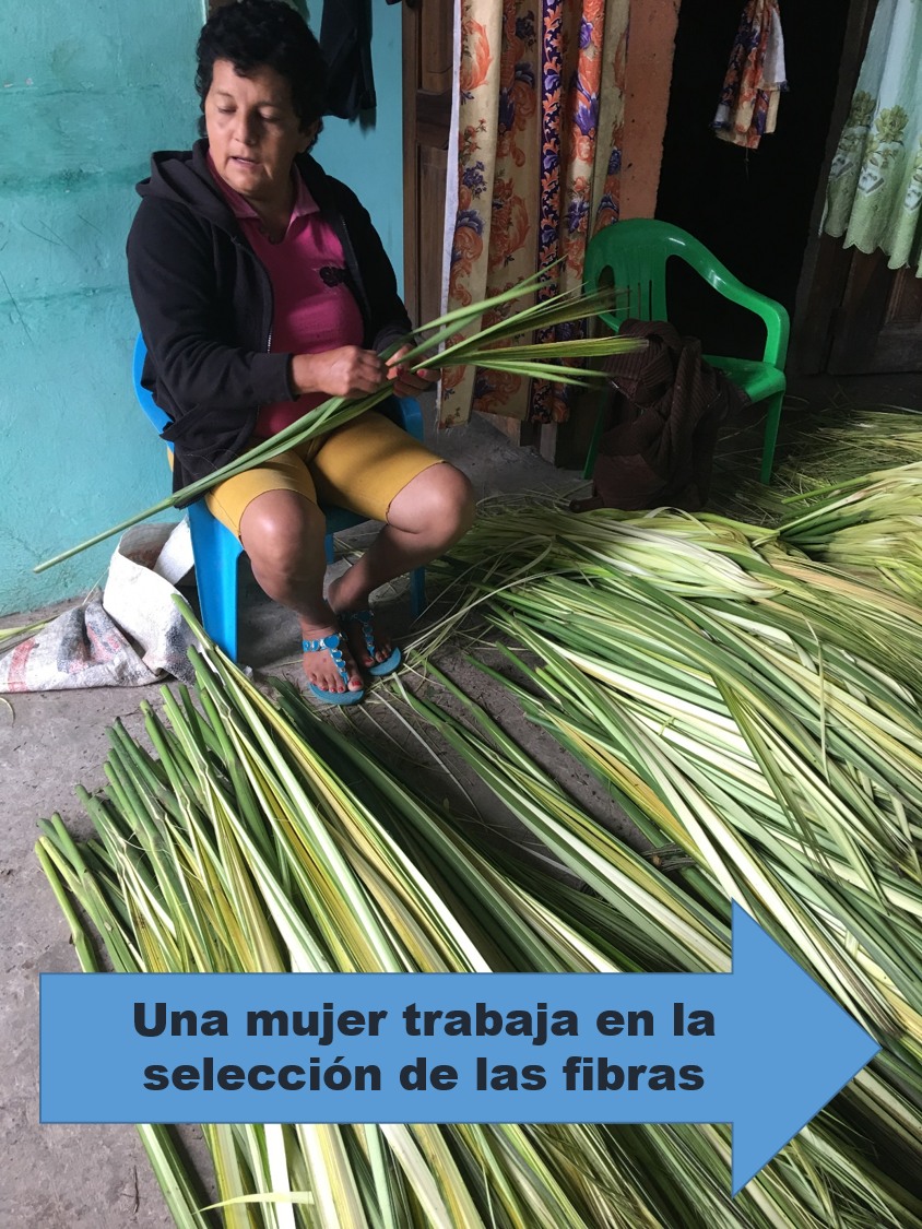 codigomanta1's tweet photo. La cuna del sombrero fino de paja toquilla está en #Montecristi https://t.co/1iw8xYtJNj https://t.co/8oTAPwcpeF