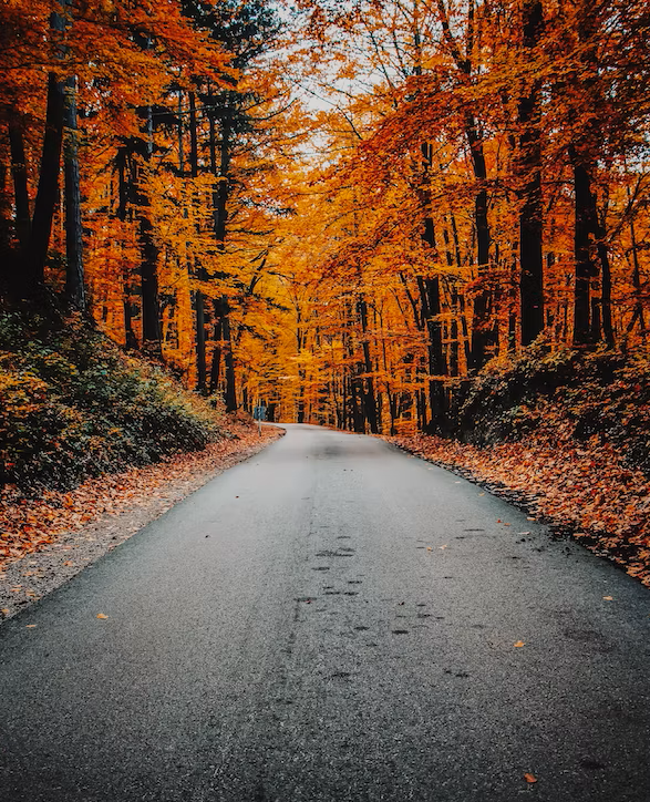 This Thanksgiving coincides with World Mental Health day and I cherish the opportunity to spend time with my family and disconnect from the daily rush. Nothing like a nature walk to clear the mind and focus on what really matters. Happy Thanksgiving!
