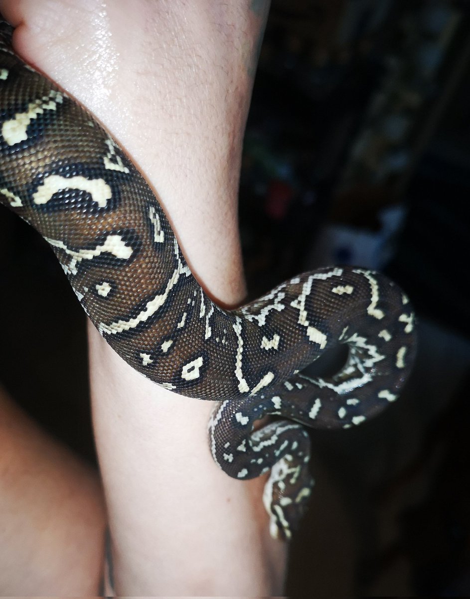 1111Georgia1080's tweet photo. Meet "Django" the Angolan python❤
Another snakeday in Houten😊
#snake #snakes #snakesofinstagram #snakesofig #snakesofinsta #beautifulcreature #beautifulcreatures #python #pythons #snakeday #snakedayhouten #angolan #angolanpython #angolanpythons #angolapython #pythonanchietae https://t.co/qFXY45tXxt
