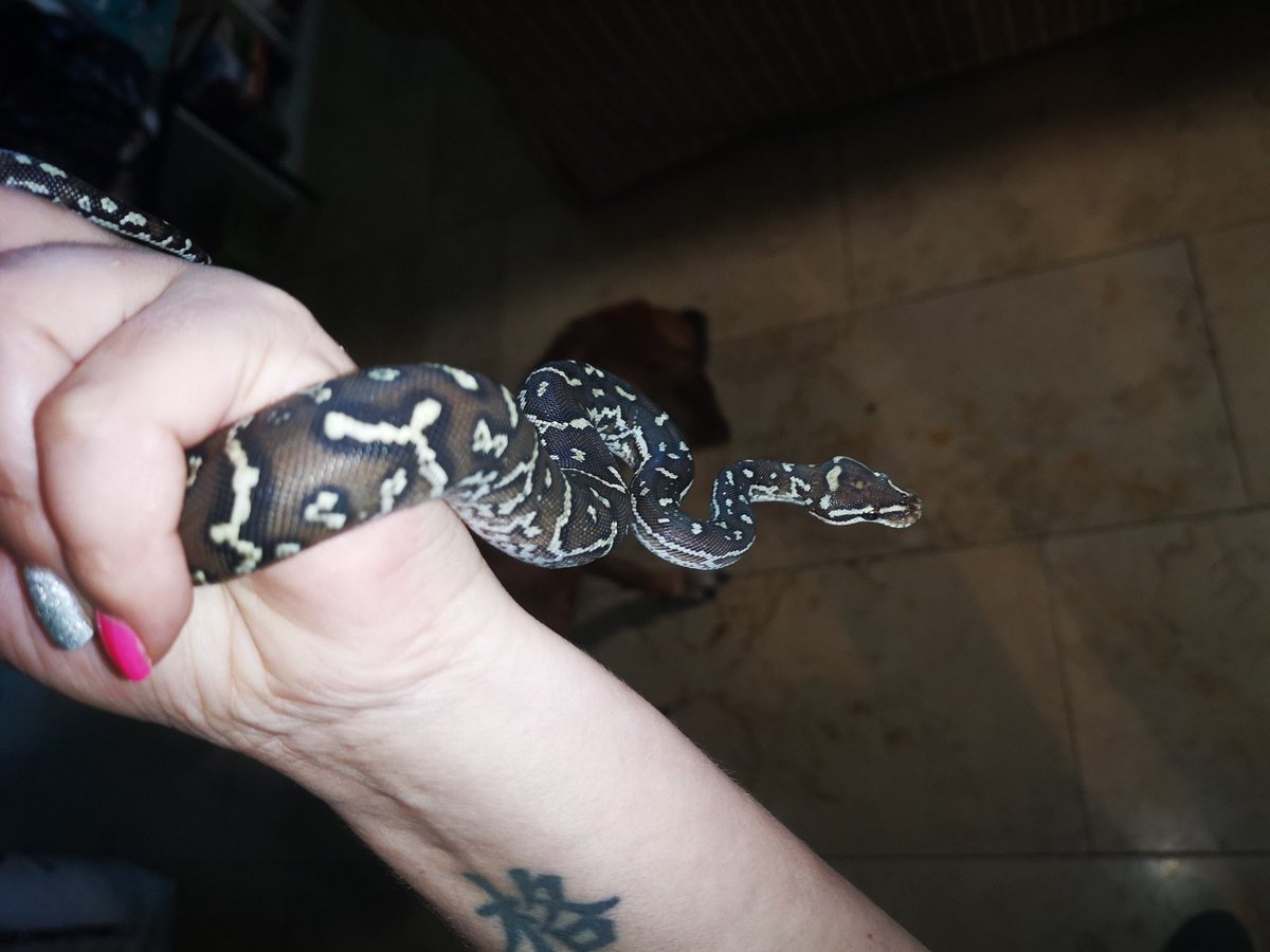 1111Georgia1080's tweet photo. Meet "Django" the Angolan python❤
Another snakeday in Houten😊
#snake #snakes #snakesofinstagram #snakesofig #snakesofinsta #beautifulcreature #beautifulcreatures #python #pythons #snakeday #snakedayhouten #angolan #angolanpython #angolanpythons #angolapython #pythonanchietae https://t.co/qFXY45tXxt