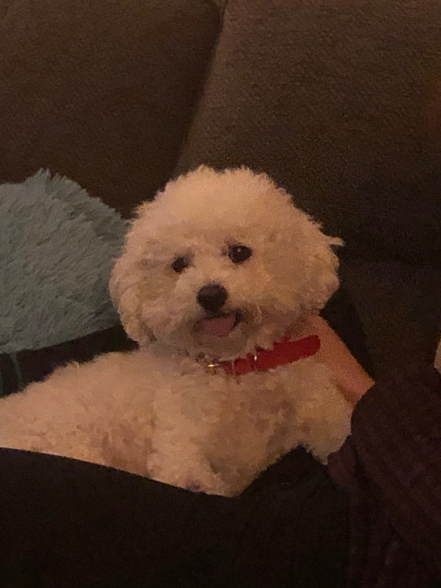 AmiCasley's tweet photo. This is Fleur. She has just turned 10 and is an absolute menace but I love her anyway 
 #PomudachiPets https://t.co/ryfWWpAEv0