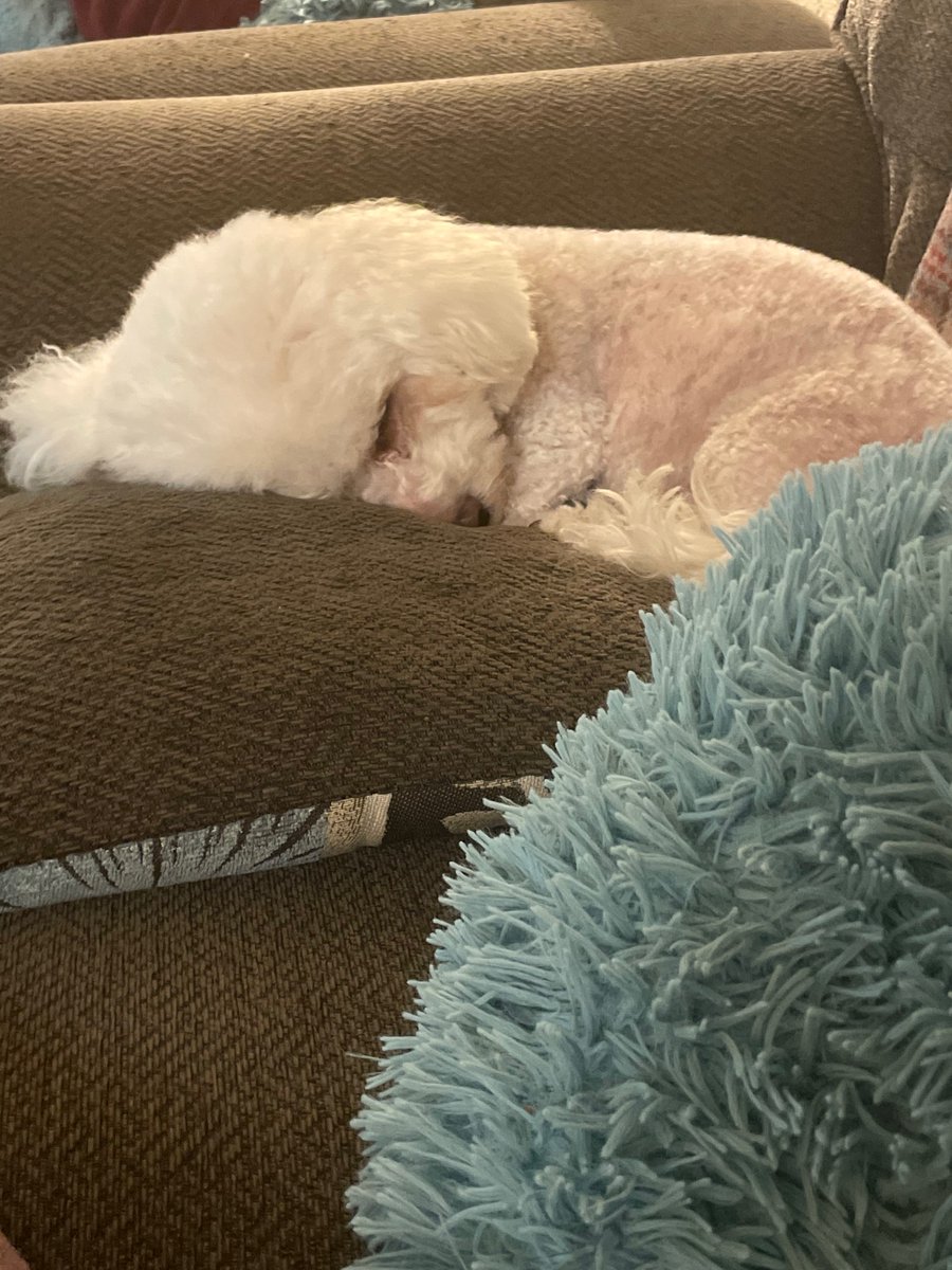 AmiCasley's tweet photo. This is Fleur. She has just turned 10 and is an absolute menace but I love her anyway 
 #PomudachiPets https://t.co/ryfWWpAEv0