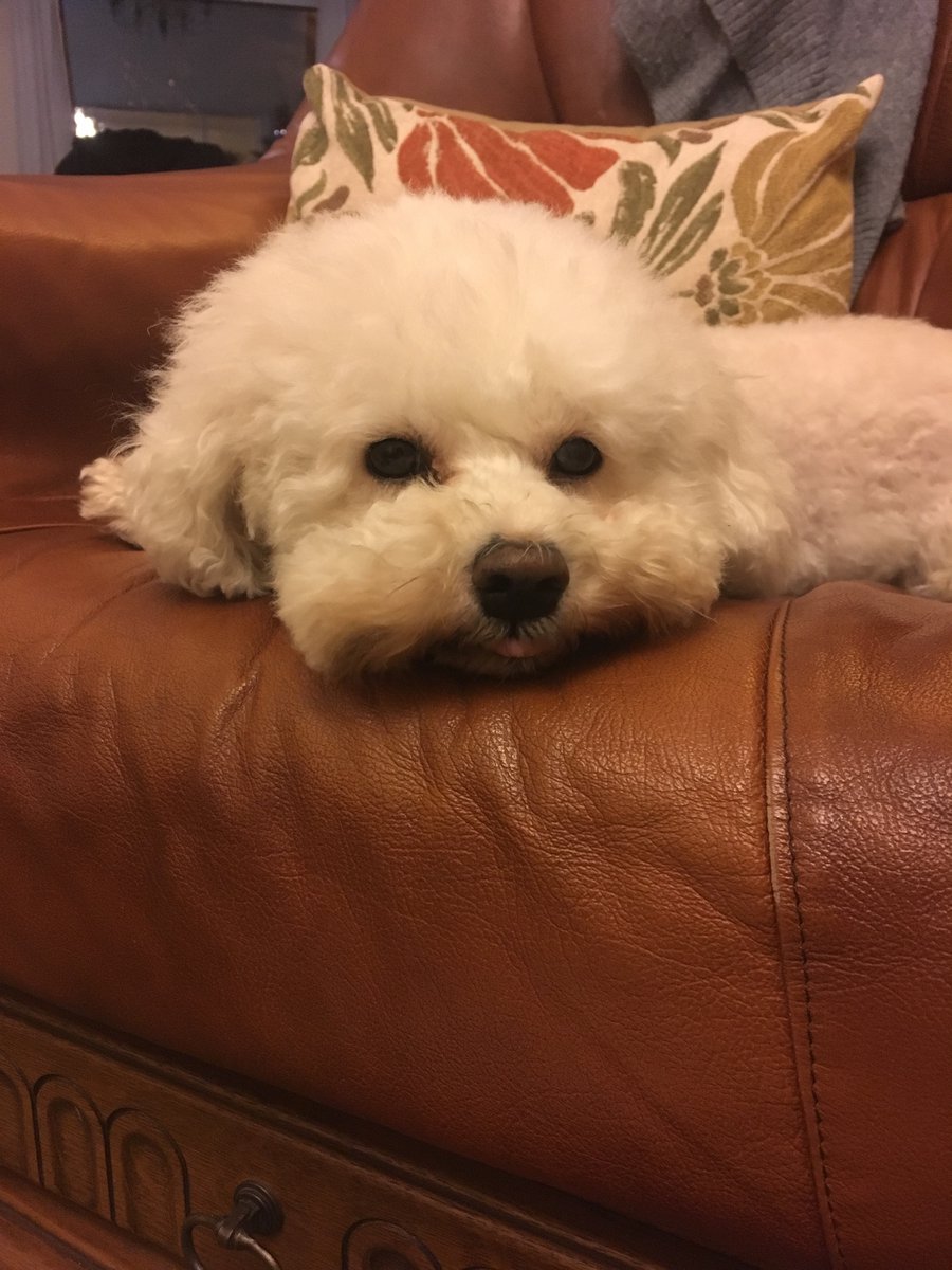 AmiCasley's tweet photo. This is Fleur. She has just turned 10 and is an absolute menace but I love her anyway 
 #PomudachiPets https://t.co/ryfWWpAEv0