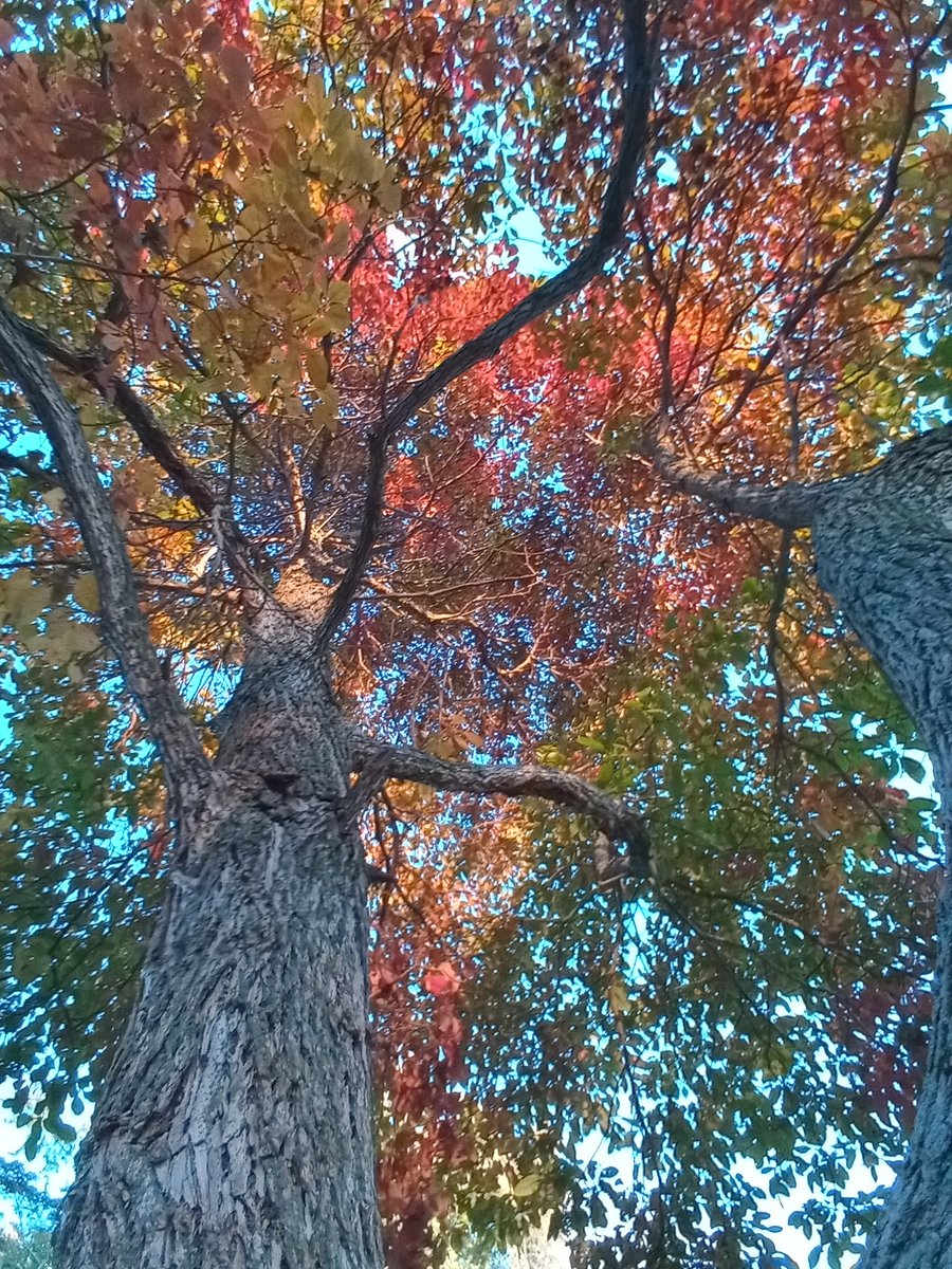 BarbShafferFunk's tweet photo. My Sassafras https://t.co/matedz8dAX