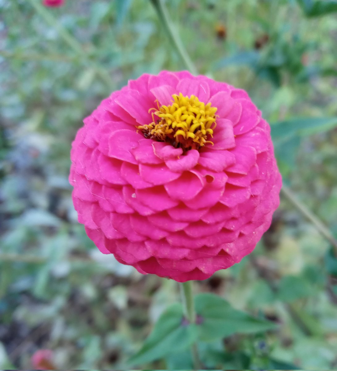 BarbShafferFunk's tweet photo. Zinnia close up!
#gardening #flowerphotography https://t.co/SoxSSRgl58