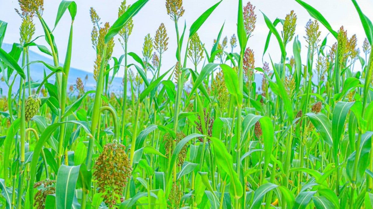 Mustafe_M_Omer's tweet photo. The most sustainable way of addressing impact of drought &amp; inflation is producing what we eat. Somali Reg. Agricultural Transformation plan which has 4 pillars (lowland water mang’t, increasing production &amp; productivity, livestock sector modernization, &amp; marketing) is promising. https://t.co/IYlZbpvmly