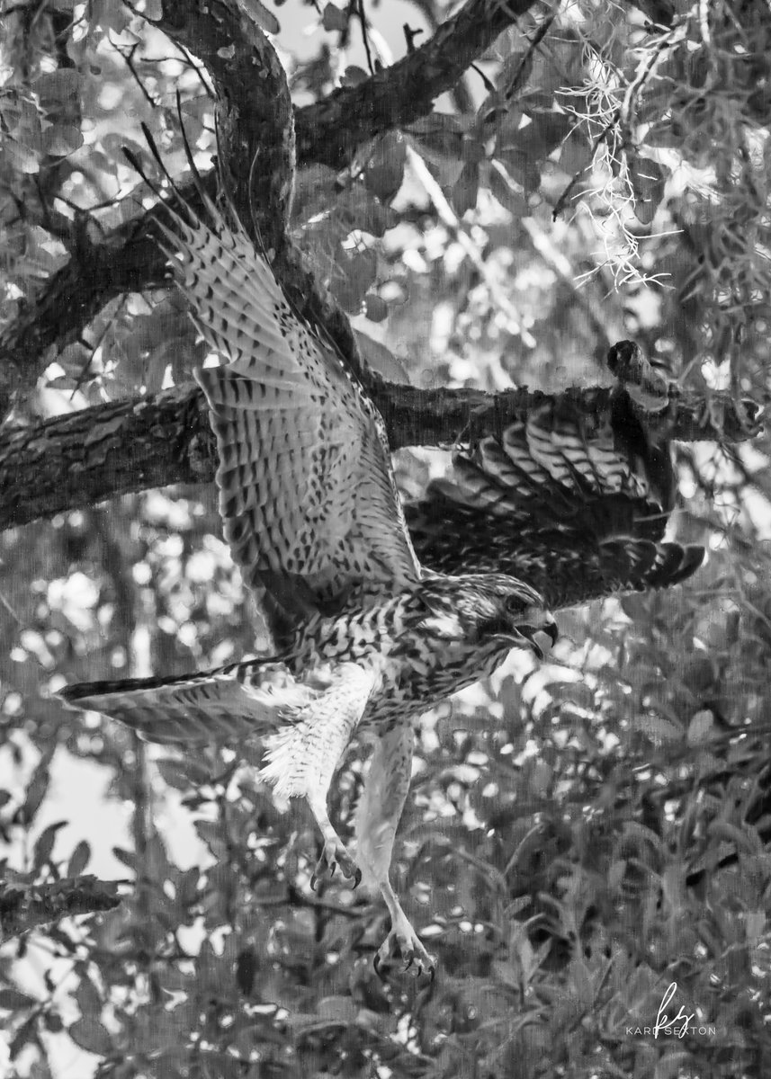 studios_karl's tweet photo. @azgibsonz @Daisylove1322 Great shot, Art! 
Following your lead with the predator bird.. Here's a hawk I captured in flight from earlier this year.

"Hawk In Flight IN A Shady Oak"

Nikon Z6ii + Nikon Z 70-200 f2.8 https://t.co/UX1B1853Pk