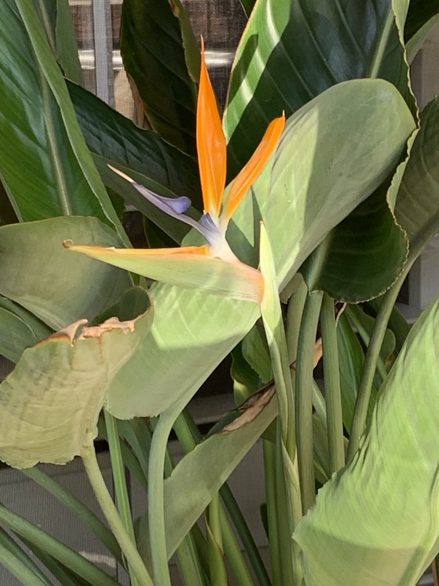 Beautiful October surprise this morning! #bird of paradise