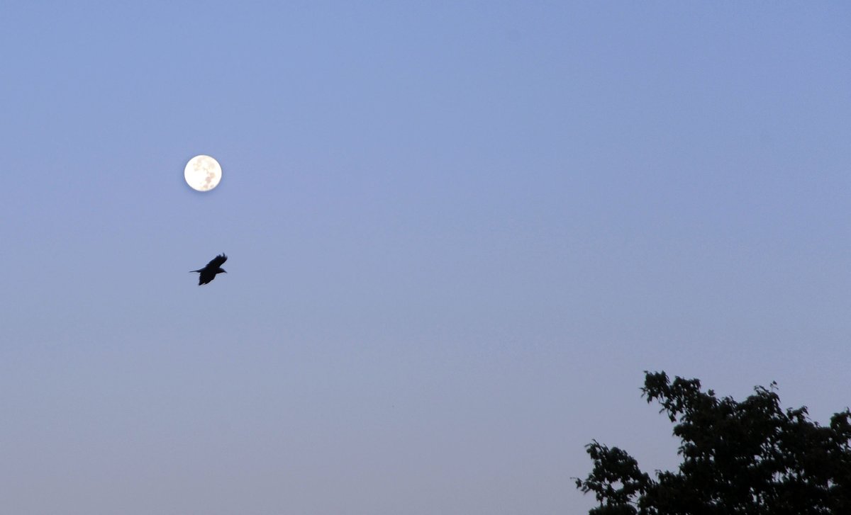 NASAArtemis's tweet photo. October’s full Moon is also known as the Hunter’s Moon, especially fitting as we prepare to return to the Moon under #Artemis, named for the ancient Greek goddess of the hunt.
 
Don’t forget to share your best full Moon pics with the hashtag #NASAMoonSnap: https://t.co/AMaq4jguYA https://t.co/hE5dVw3zSH