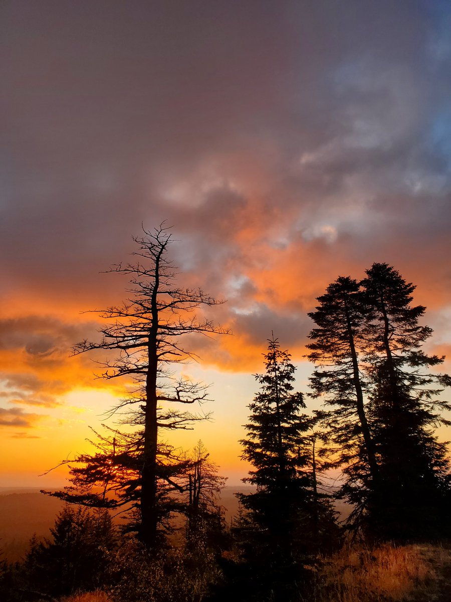atThornhollow's tweet photo. Hey neighbors.
#3xsun #sunsetphotography #sunsetlover #sunsetchaser #total_sunset #sunset #sunsetlight #dusk #duskphotography #cloudphotography #cloudscapes #landscapephotography #pnw #pacificnorthwest #easternoregon #gratitude #silhouette #treephotography #orangesky #cloudyfied https://t.co/YYXy3iTGnj