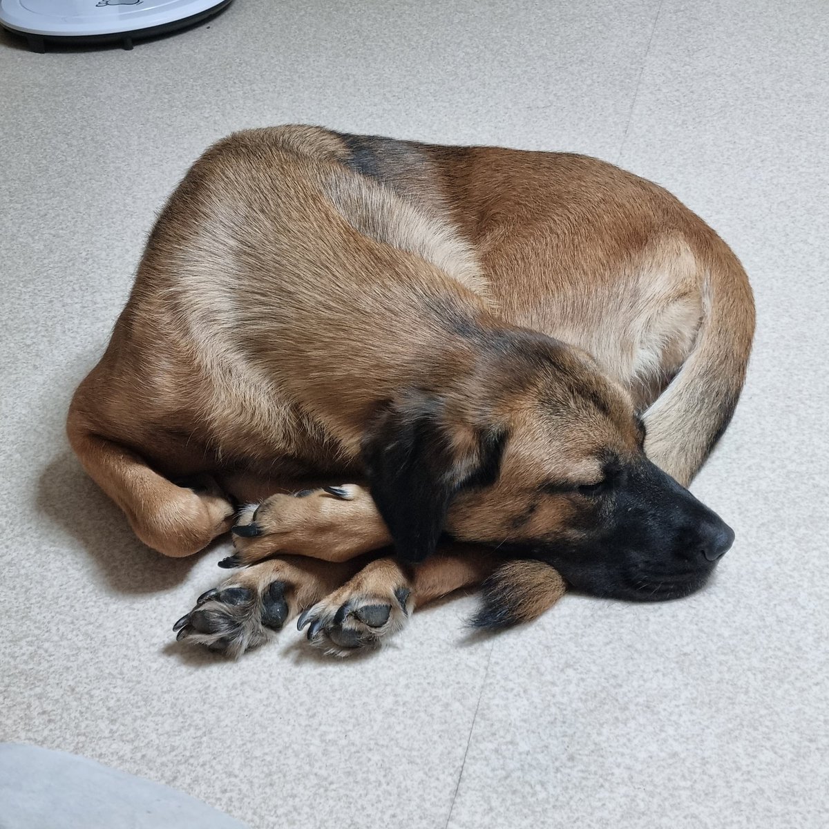 Dalgom_old_dog's tweet image. 우리 개가 세상에서 제일 귀엽게 꼬리를 베고 자고 있다는 이유만으로 알티스타가 되고 싶다