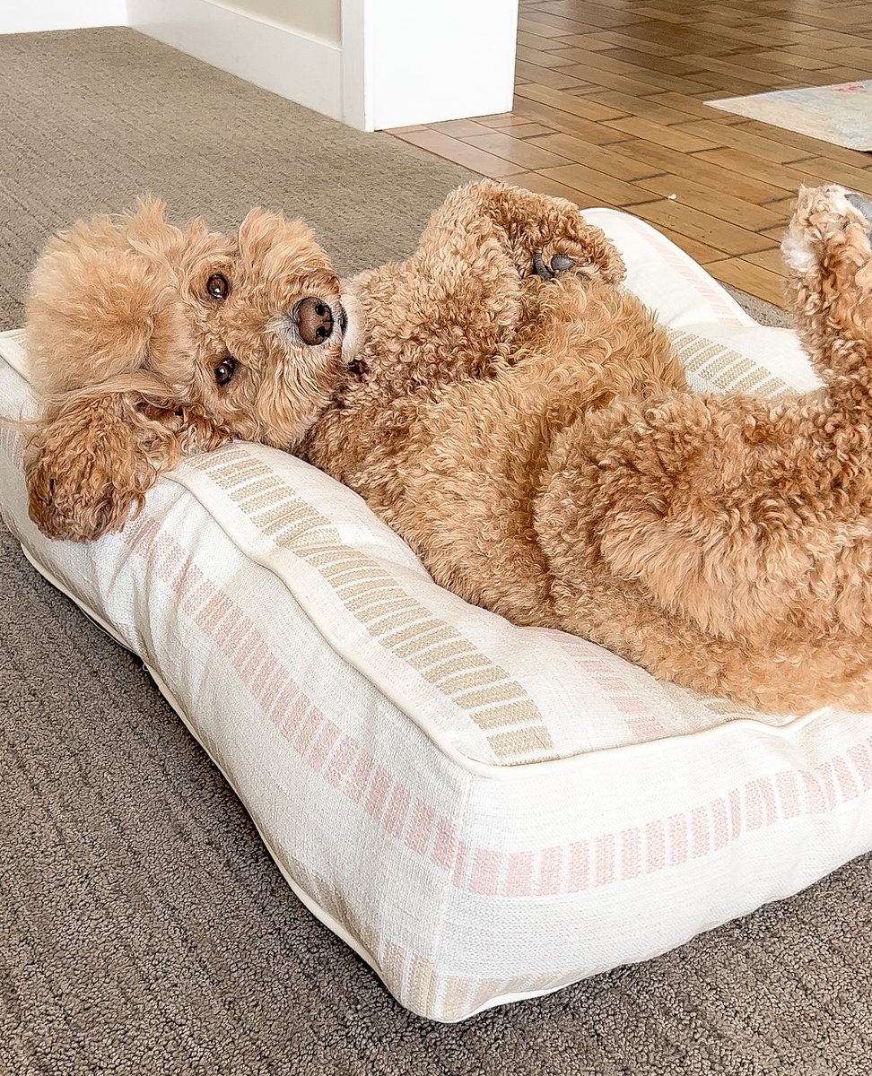 jaxandbones's tweet photo. Just try not to love me...

@missjazzydoodle showing off her cute belly and a @jaxandbones Tessa Rose Pillow Top Bed.

Be sure to check out the new colors (link in our bio!)

#jaxandbones #dogbed #goldendoodle #goldendoodlesofinstagram #goldendoodlelovers https://t.co/fSPOoGdljD