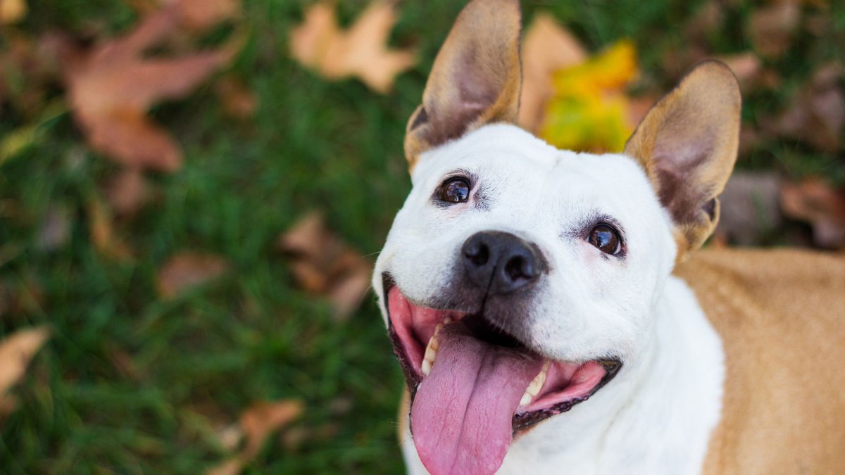 Goodable's tweet photo. Good News Alert:

A new study shows that petting dogs leads to higher levels of brain activity — specifically the parts that involve memory, attention, and emotional processes.

In other words, science has finally proven that petting dogs is literally good for your brain. https://t.co/I6sqNUNhDw