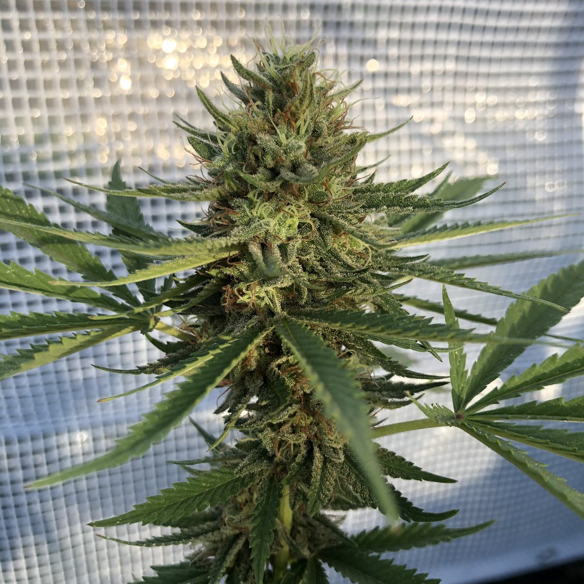 Daft Chav bred by Dojo seed co.  #cheesedaddy #runtz #sunflavoredterps #pakalolo #farmlife