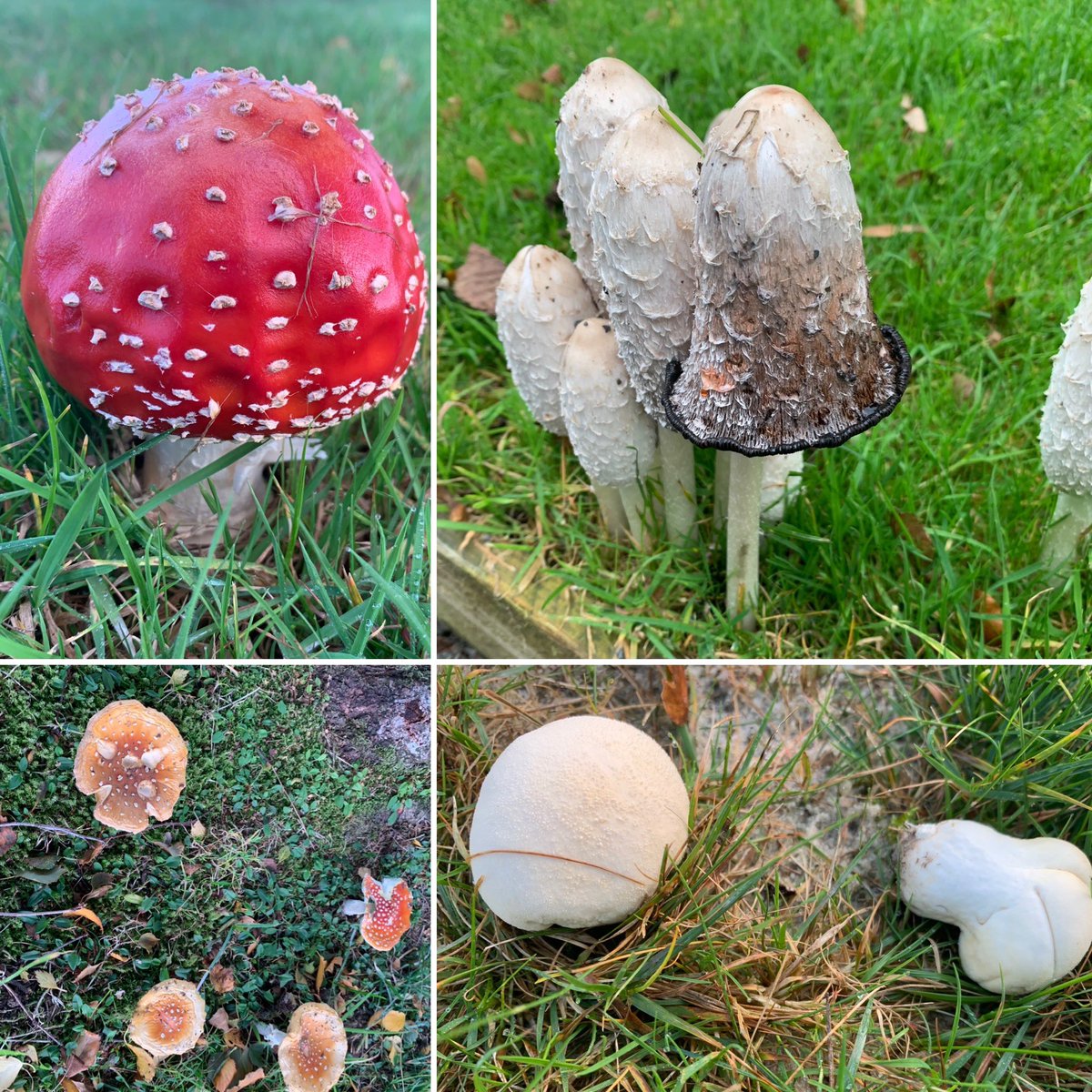 Lancastergc's tweet photo. Many different types of fungi on the course this week @GolfLancaster @Ecology1BIGGA #Autumn #golfcourseecology #fungi https://t.co/X8rPTtyk4F