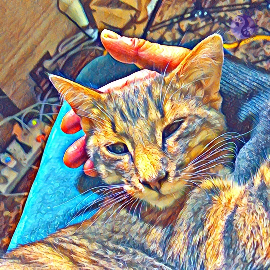 WayofCatsbook's tweet image. NEW POST! Mixed Breeds Not Affectionate? Yeah, right. - Myths at Way of Cats buff.ly/3SS7t38 

A bad study on cats is withdrawn. But there's still too many.
#CatsOfTwitter #CatScience #CatMythbusting #AsIf