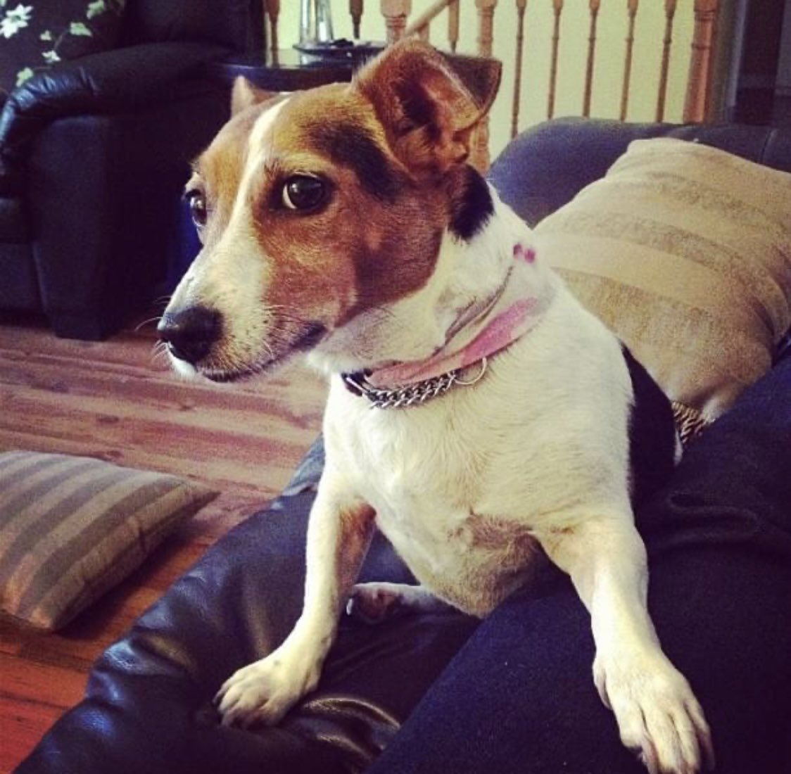 This morning we said goodbye to our precious Bridget.  Thank you girl for giving us 12 years of bliss. Send our love to Boston and Bosley. RIP 😢