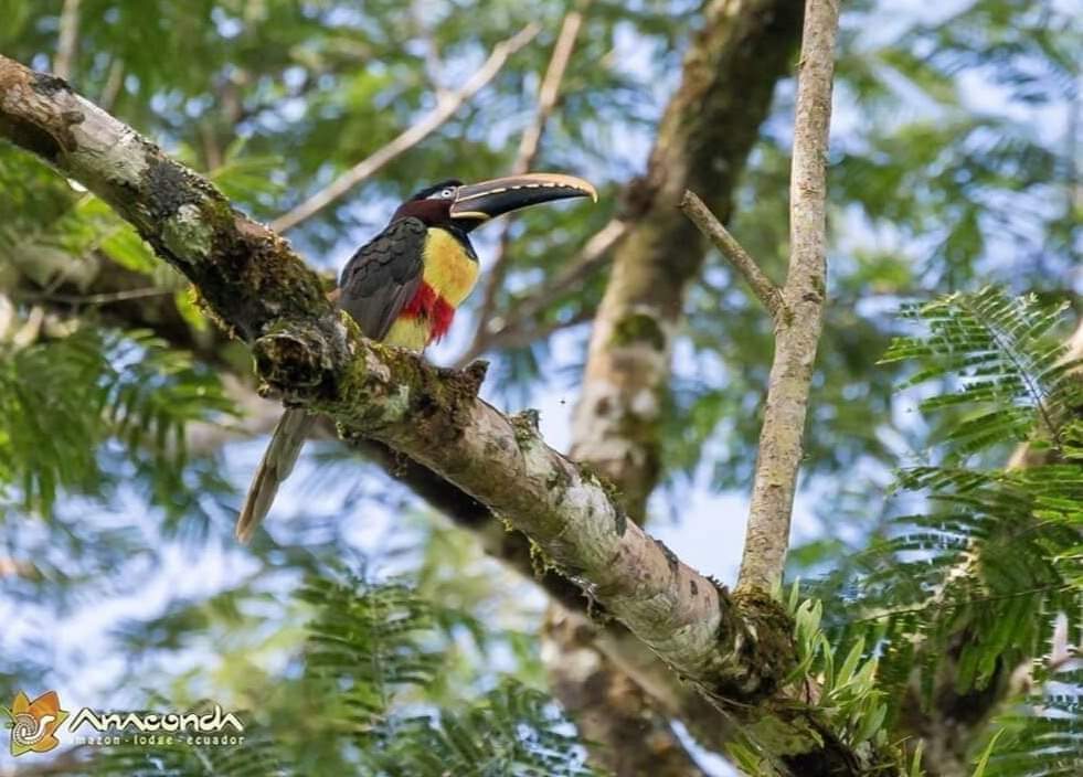 GringoRodriguez's tweet photo. ¡Buenos días desde la #Amazonia del #Ecuador!
Good morning from the #AmazonRainforest of Ecuador🇪🇨!
https://t.co/tyBrxkl0vz
#Aves #Tucan #Biodiversidad #EcoLodge #AmazonLodge #AmazonBirds #BirdsEcuador #AnacondaLodgeEcuador #TripAdvisor #AnacondaIsland #AmazonRainforest https://t.co/FuoyKTIsUw
