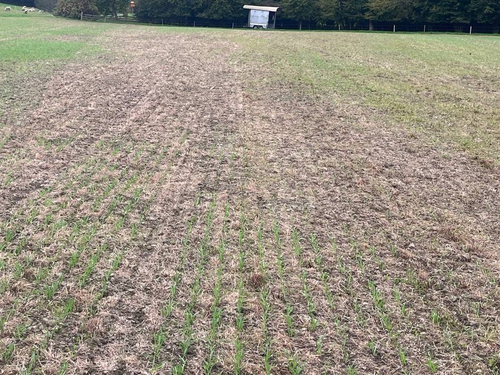 Aenduinder's tweet photo. Wenn das Wetter nicht will, hilft auch die beste Technik mit allem Wissen und Erfahrung nicht. 
75 l/m2 vor und 75 l/m2 Regen nach der Saat (23.09.) war für die Gerste auf meinem feuchtesten Acker trotz Direktsaat zu viel. 
Landwirtschaft ist und bleibt Klima und Wetter abhängig! https://t.co/h2tznus5Z0