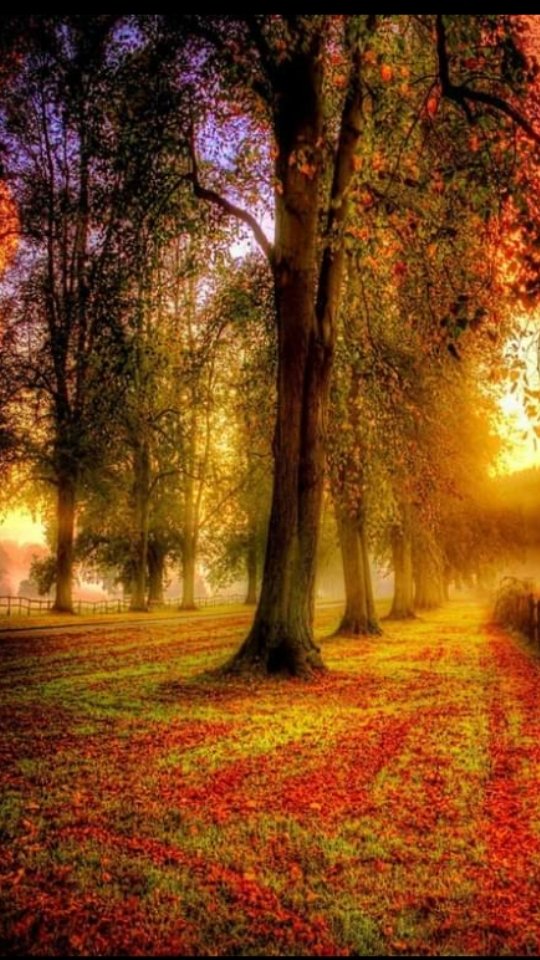 What autumn is leaving 
us, colors, soft and fresh breeze. Dream charms!

"But you and I, my love, are together, together from the clothes to the roots, together from autumn, from water, from hips, until it's just you, just me together."

(Pablo Neruda)

#photografhy #Autumn 🍁