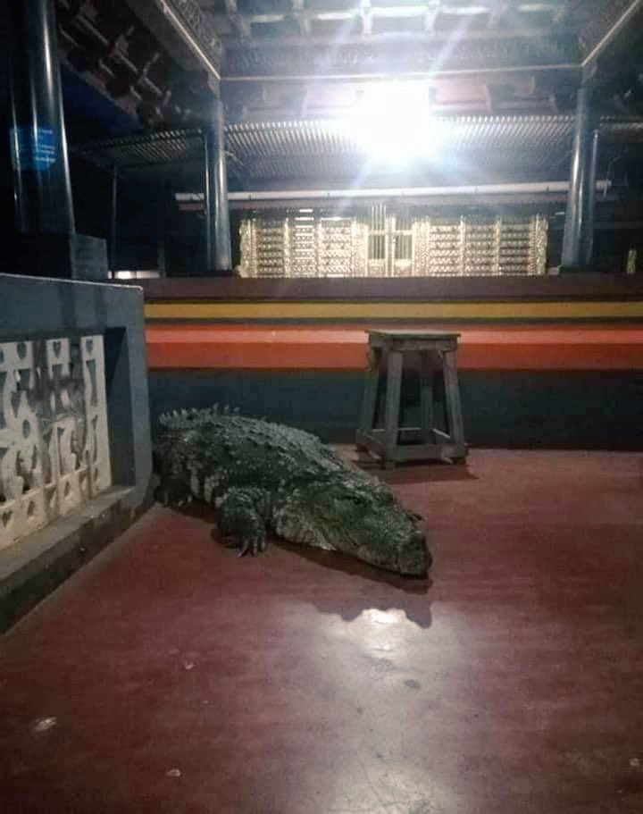AdvkShreekanth's tweet photo. Divine Crocodile Babiya which was guarding Sri Anantapura Lake Temple in #Kasaragod of Kerala is no more.

Vegetarian #Babiya lived here in the Temple lake for the last 70+ years eating the Prasadam of Sri Ananthapadmanabha Swamy.

May God bless this soul. Om Shanti. https://t.co/daPSQSkS58