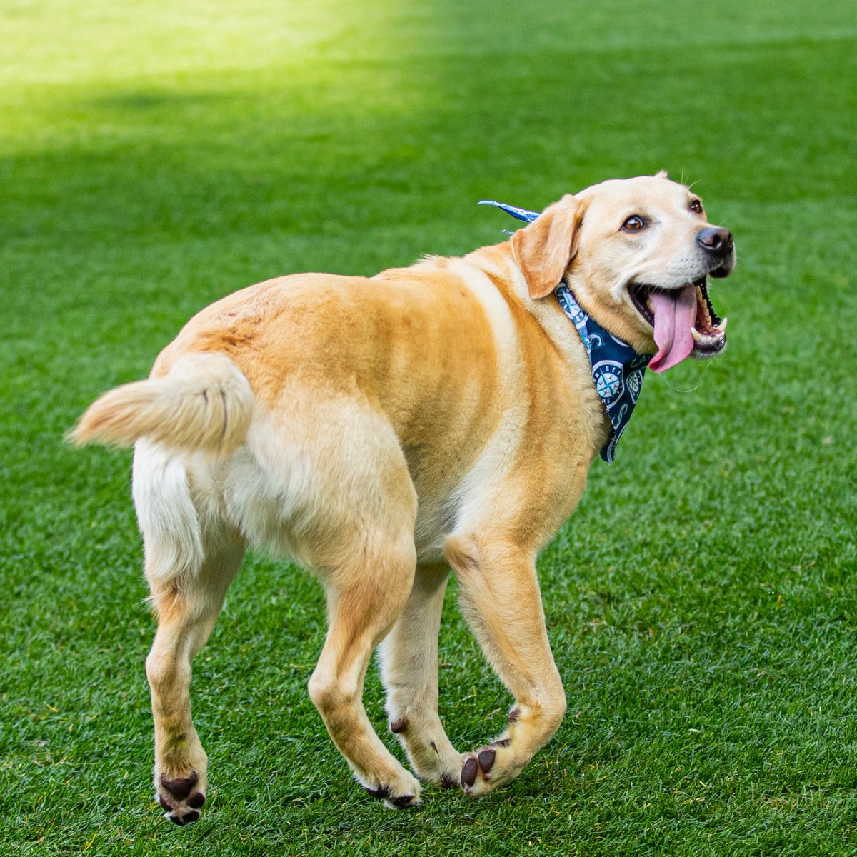 MarinersPup's tweet photo. We’re headed to the American League Dog Series! https://t.co/BNdPQbSOQ4