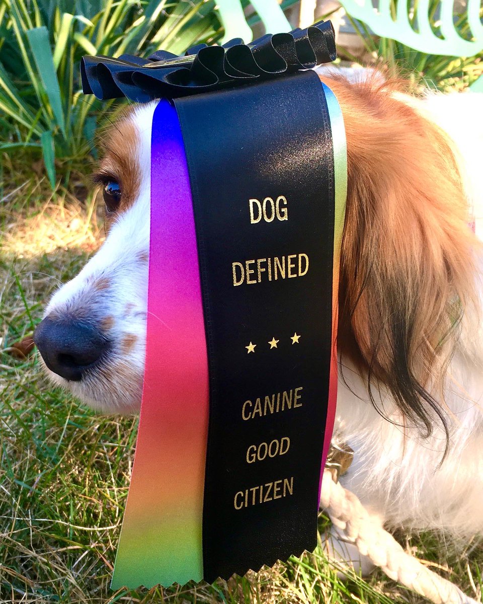 Astrid got her AKC Canine Good Citizen title yesterday!!💖
#dogsoftwitter #kooikerhondje