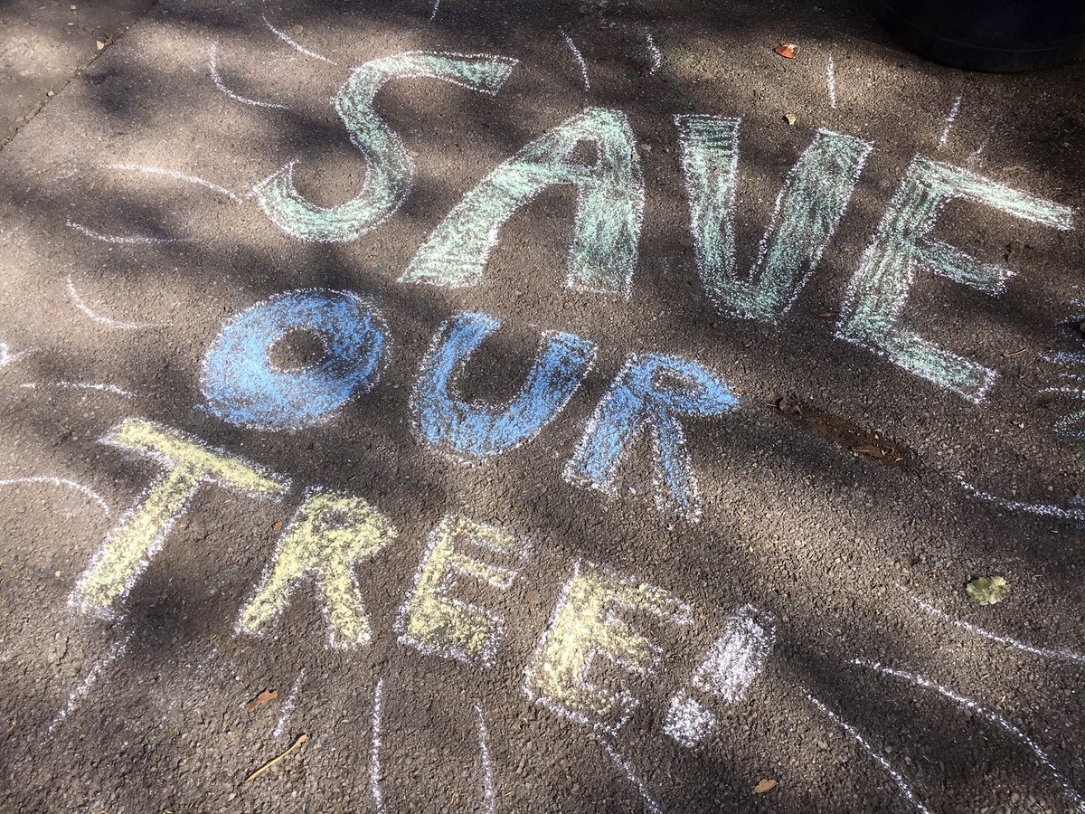 Thanks to everyone who’s shown their support for #savethesydenhamplane Our petition has passed 800 in less than 24 hours!😍 If you haven’t signed yet, it’s not too late to stop this beautiful tree from being felled: chng.it/yg4VNn5cVk