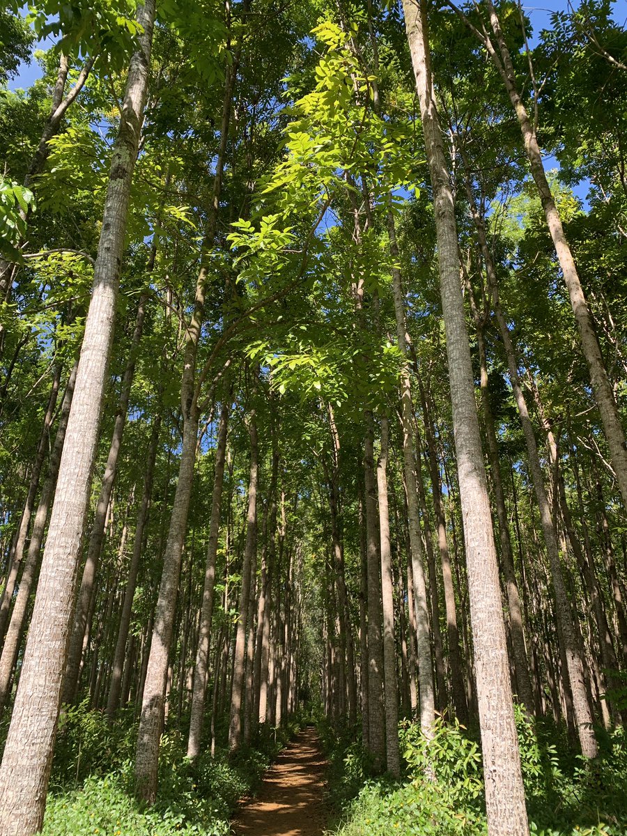 franksgarcia4's tweet image. Magic lives here #enchantedforrest #menehune