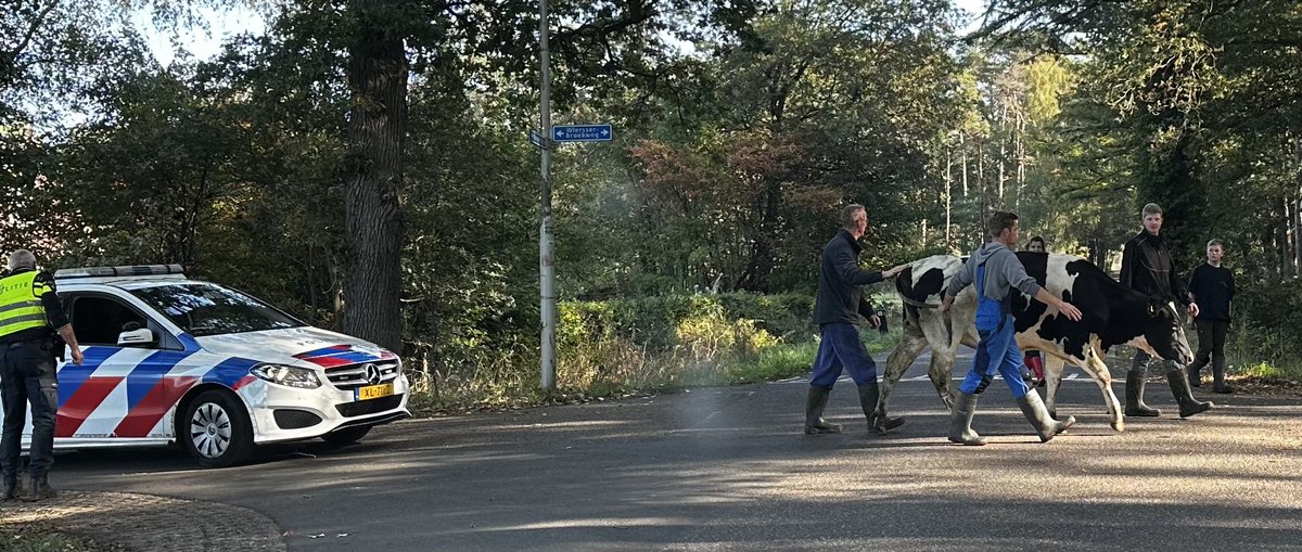 In de #achterhoek krijgen ontsnapte #koeien een #politie escorte. Mooi man, koeien aan de wandel. #indeachterhoekgebeurthet