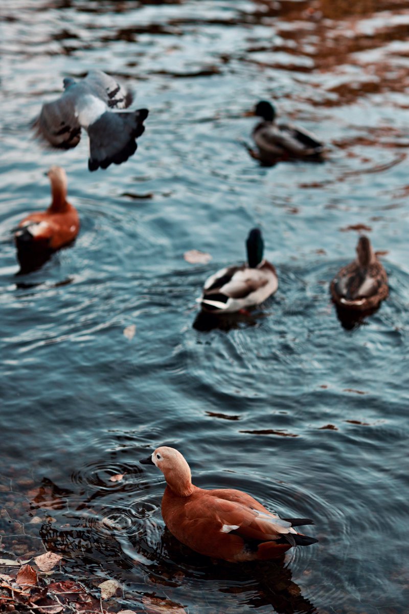 #Ducks #TwitterNaturePhotography #TwitterNaturePhotography #animalphotography