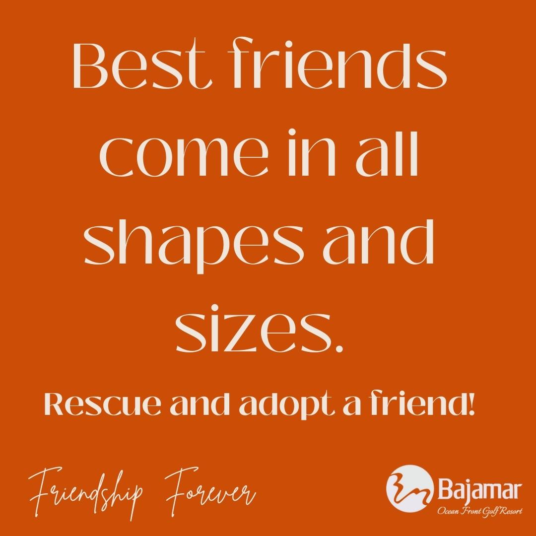 bajamargolf's tweet photo. Today we want to share some snaps of our residents and visitors along with their furry freinds  🌳🐶🥰🌴

Live, play and enjoy! 🌊

#petfriendly #sunday #bajamar #welovepets #live https://t.co/pLFRVCmafT