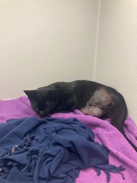 depoezenboot's tweet photo. 4 okt, Dierendag, Lynn heeft uw hulp nodig.
Lynn heeft n ongeluk gehad waardoor haar achterpootje geamputeerd moet worden. De eigenaar kan de hoge kosten niet betalen en heeft Lynn achtergelaten. De doneer link is actief tot 15-10. Zie onze site.  RT :)
https://t.co/kiq5HyBtF1 https://t.co/BIt5KoKDXD