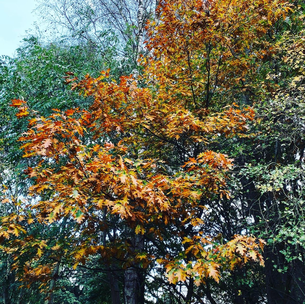 TheParaRiderMD's tweet photo. 𝒜𝓃 𝒶𝓊𝓉𝓊𝓂𝓃𝒶𝓁 𝓌𝑒𝑒𝓀𝑒𝓃𝒹 🍁🍃🌳

#Autmun #Weekend #Elvaston #Alvaston #DogWalking #Photography #Labrador #TeamMatt #Positivity https://t.co/sXnJFaQCFR