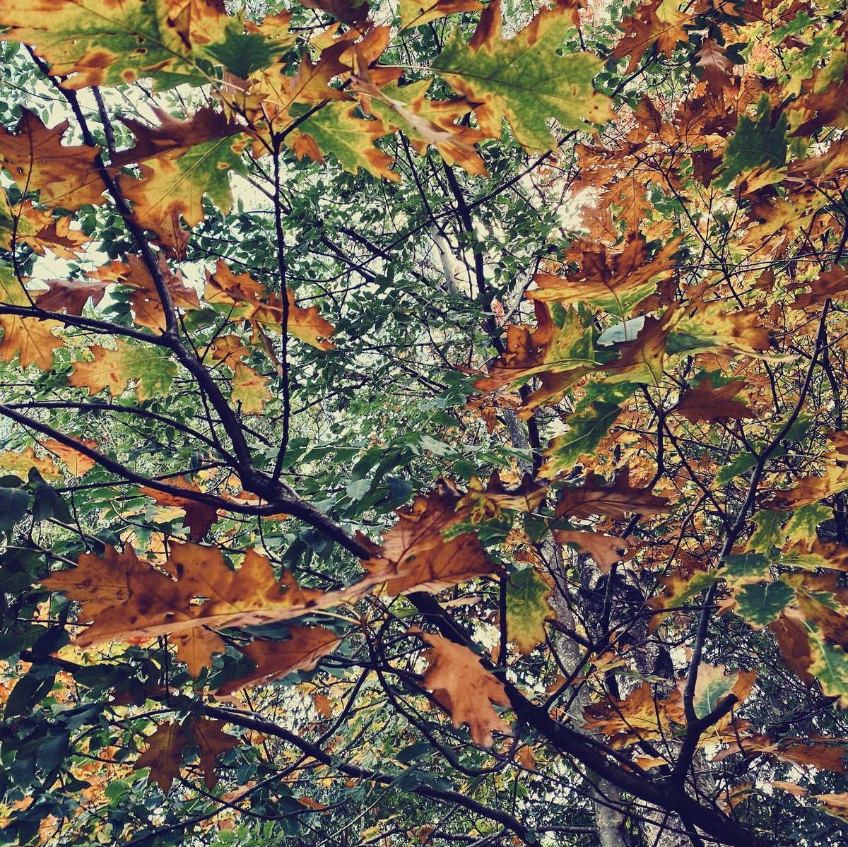 TheParaRiderMD's tweet photo. 𝒜𝓃 𝒶𝓊𝓉𝓊𝓂𝓃𝒶𝓁 𝓌𝑒𝑒𝓀𝑒𝓃𝒹 🍁🍃🌳

#Autmun #Weekend #Elvaston #Alvaston #DogWalking #Photography #Labrador #TeamMatt #Positivity https://t.co/sXnJFaQCFR