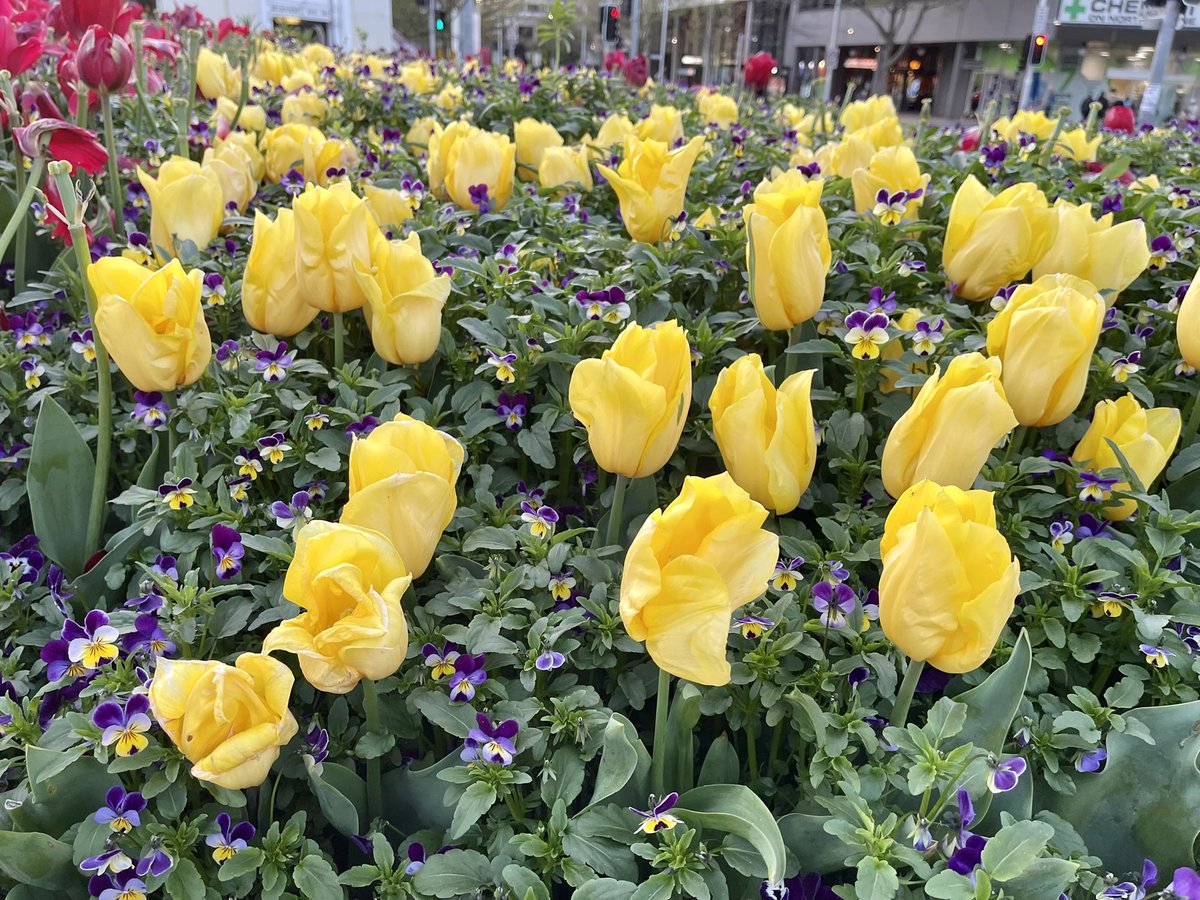 I went walking around #Canberra Civic early this morning to help me get in a little @DeadlyChoices exercise before I start my work day. I love all the trees, shrubs & flowers! Check out these tulips! Have a good day everyone! 🌼👋🏽😃❤️