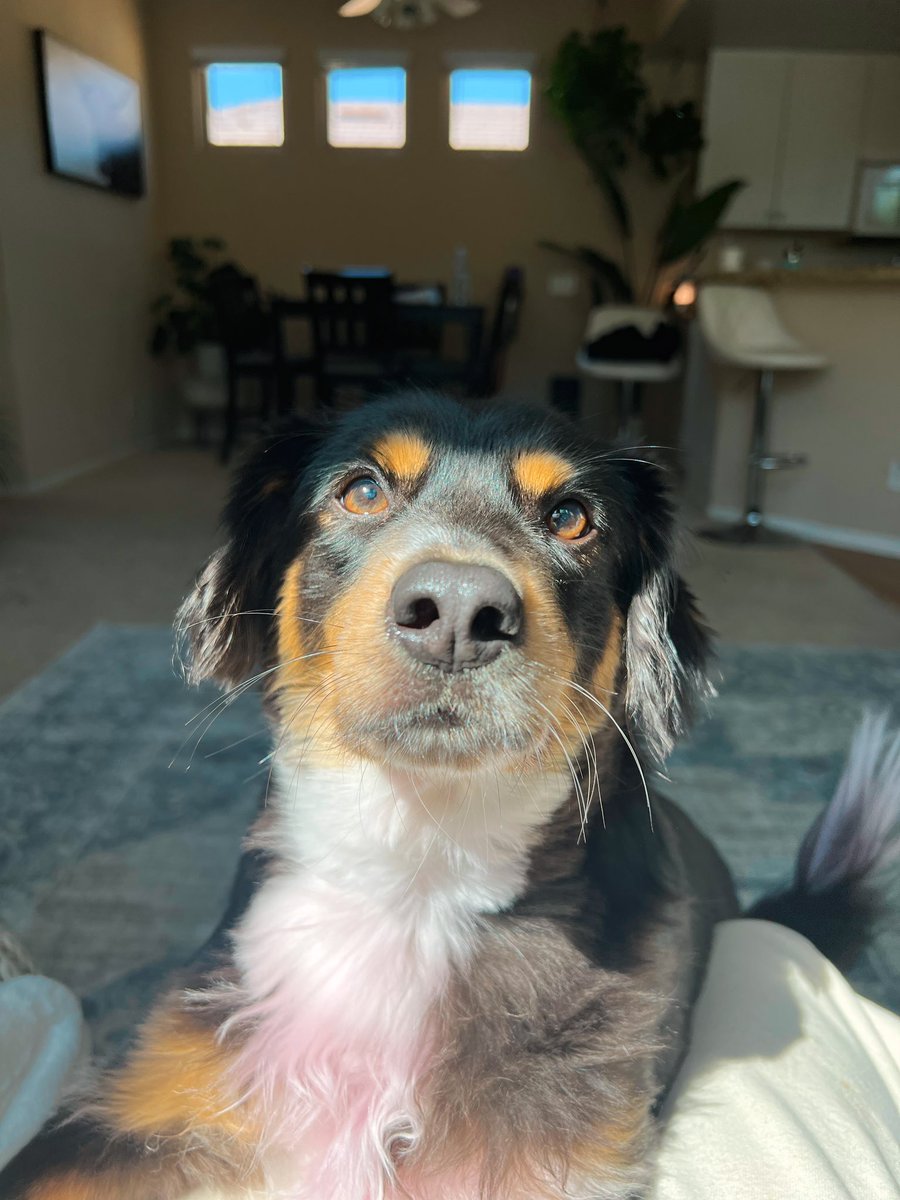 MasterMilox's tweet photo. Long time no bark 🐾 https://t.co/dRHMMHXMOl