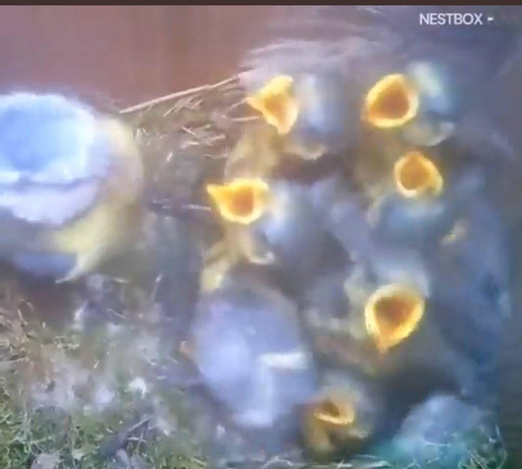 Synir mínir og vinir þeirra þegar þeir koma heim eftir skóla