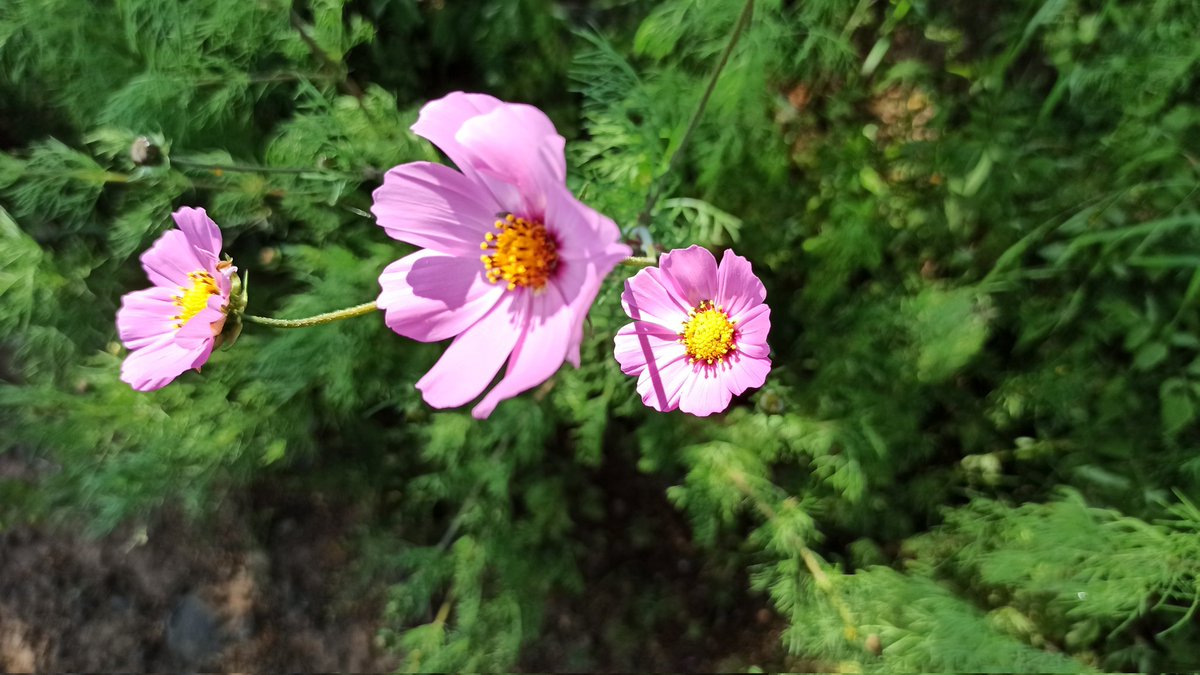 JosGonz017's tweet photo. Las flores. #Morelia #Michoacán #Michoacan #BuenDomingo #BuenasTardes #Foto #FotoDelDia #photography #photo #Photoctober2022 #PhotographyIsArt #photoctober #FolloMe #share #compArte #compartirelalma https://t.co/YPfwM2u9KV