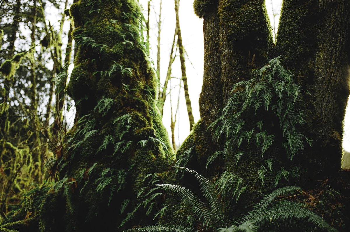 johncwingfield's tweet photo. Forest textures on 35mm film https://t.co/H70VA32DXM
