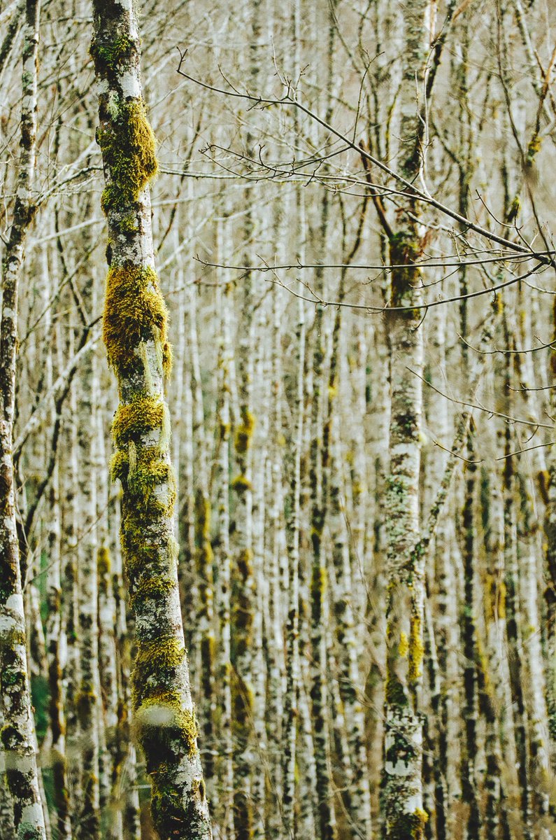 johncwingfield's tweet photo. Forest textures on 35mm film https://t.co/H70VA32DXM