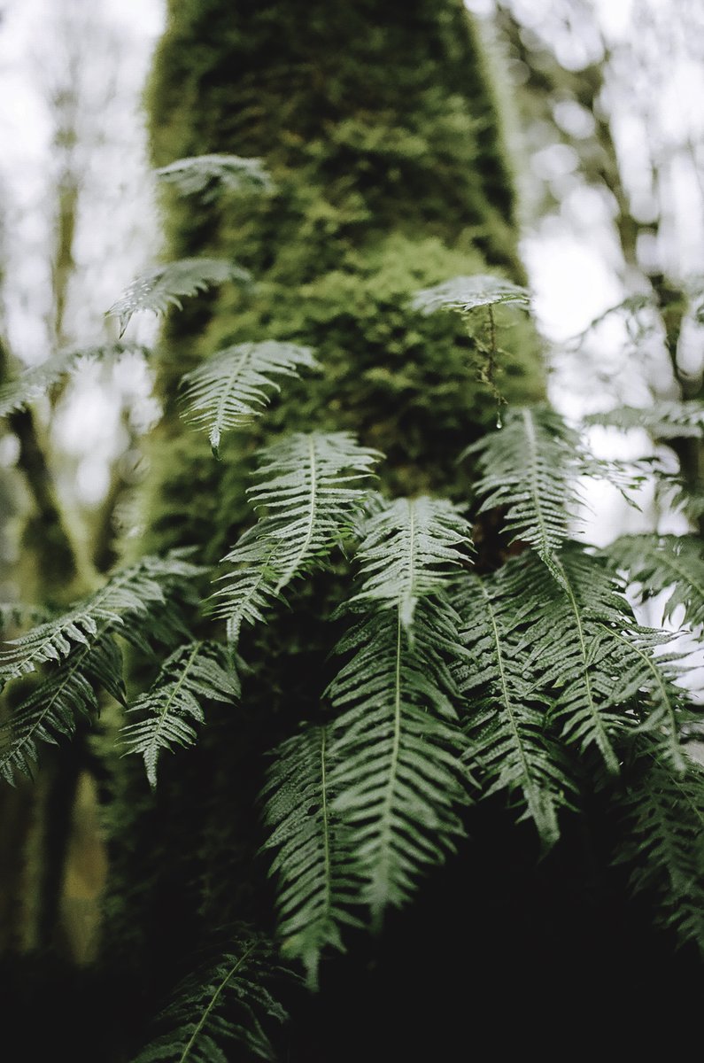 johncwingfield's tweet photo. Forest textures on 35mm film https://t.co/H70VA32DXM