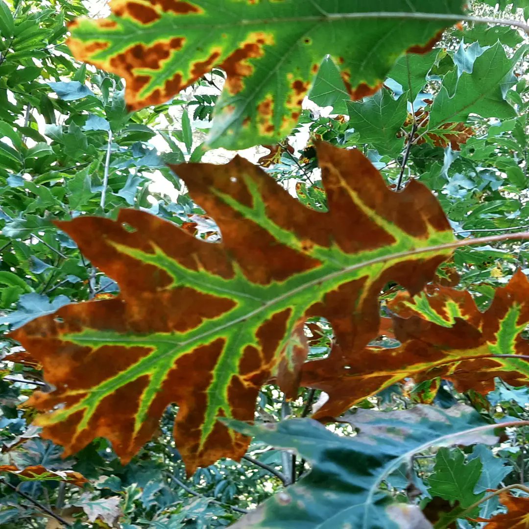 Prikkelend dagje in het bos...#tammekastanje #Kaapsebossen #Maarnseberg