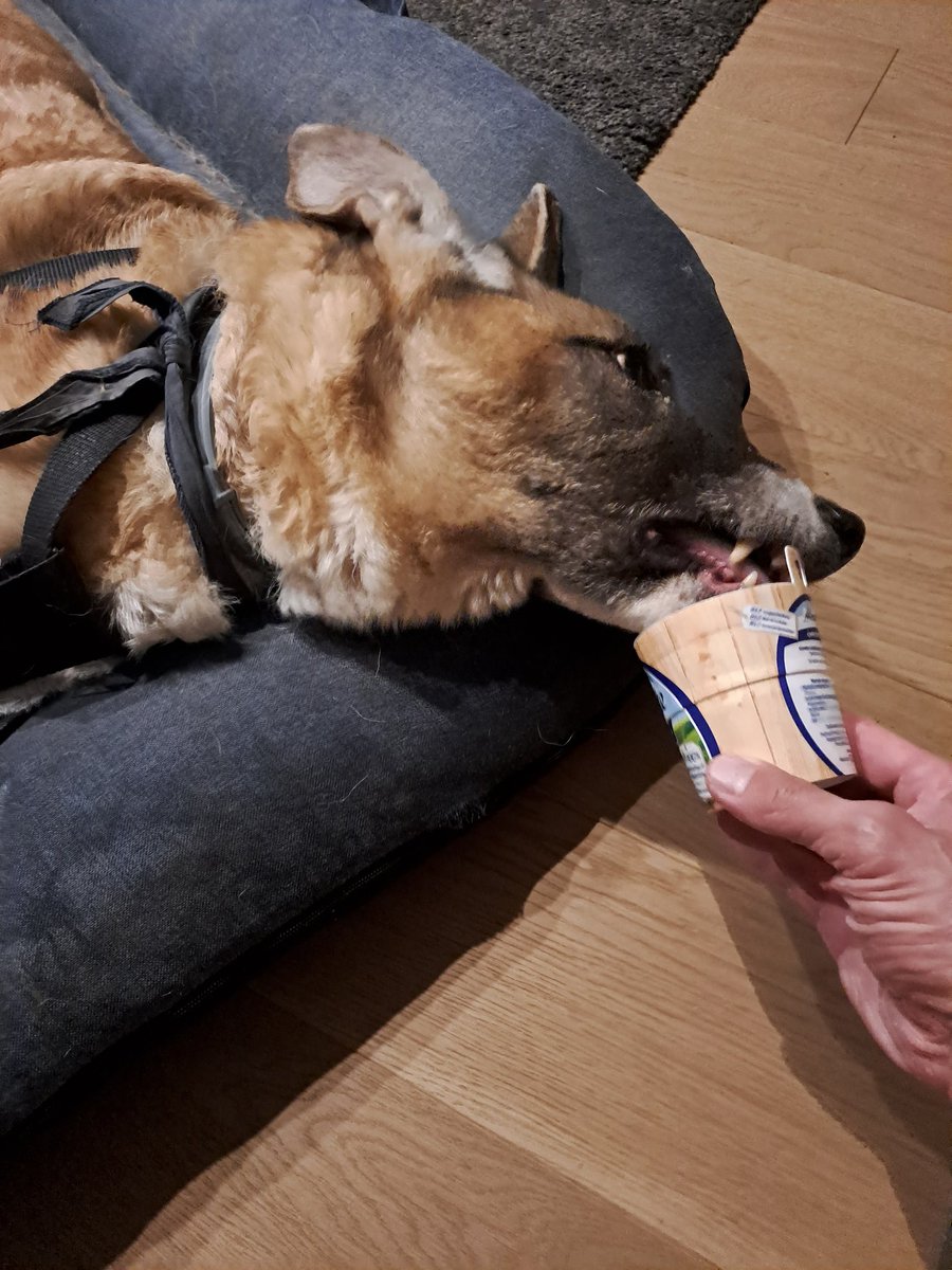 J52Wallusch's tweet photo. Today in my >>Funkcja the #Senior #Pup<< series:
The Cottage Cheese Run
#DogsofTwittter
#DogsofFootball π
#DogsofRugby π https://t.co/QAT0Q3lRry