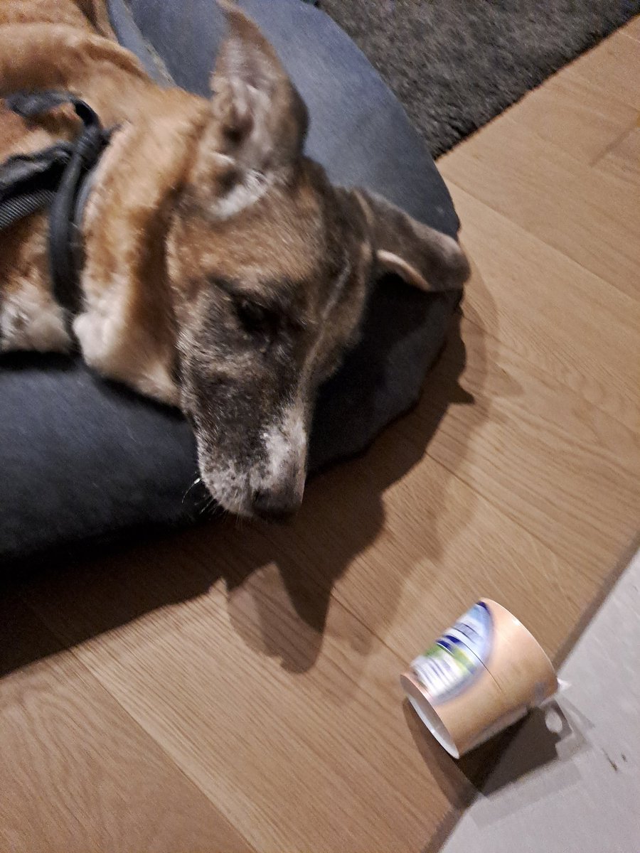 J52Wallusch's tweet photo. Today in my >>Funkcja the #Senior #Pup<< series:
The Cottage Cheese Run
#DogsofTwittter
#DogsofFootball π
#DogsofRugby π https://t.co/QAT0Q3lRry