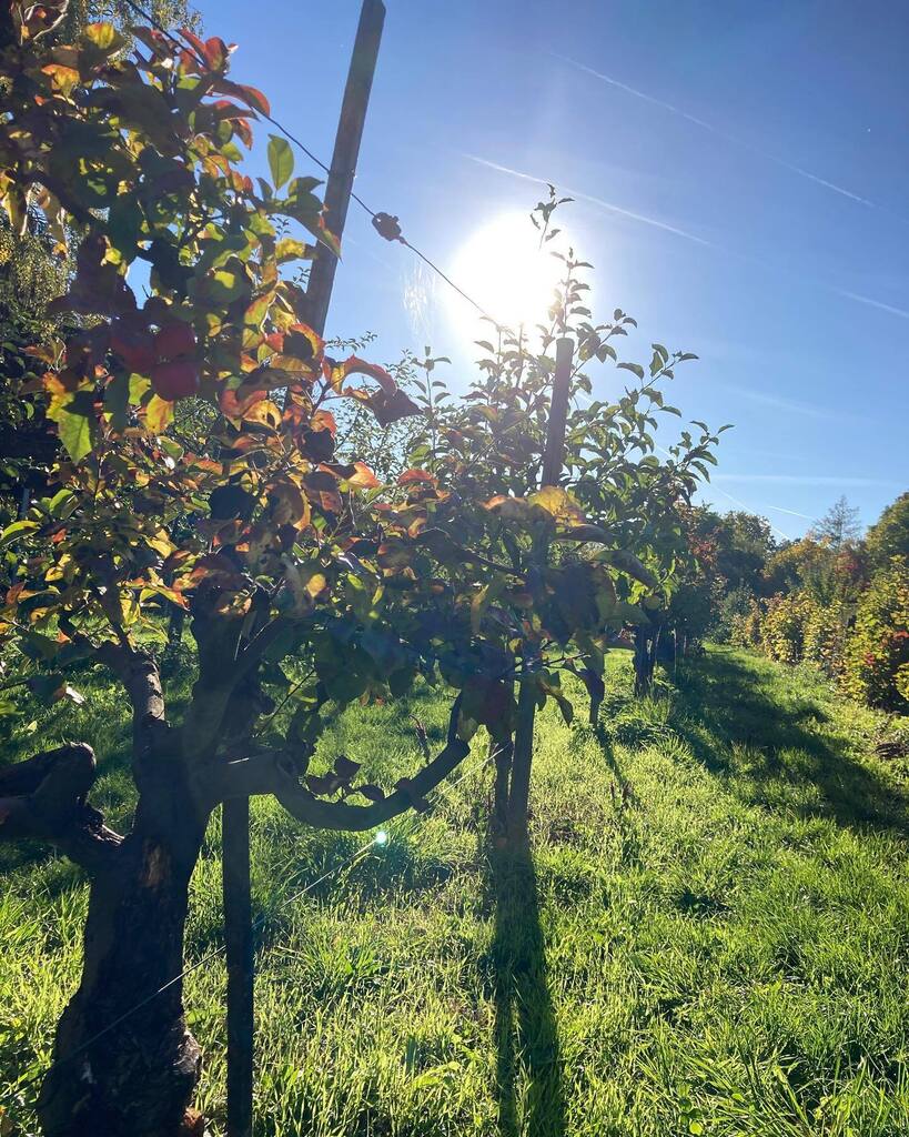 wingertsdaily's tweet photo. Da wohnt man schon so lange in Frankfurt und erst heute haben wir die Streuobstwiesen und das MainÄppelhaus am Lohrberg entdeckt. Traumhaft und noch dazu super mit dem Radl erreichbar.

#ffm #frankfurt #frankfurtammain #igffm #igersfrankfurt #herbst #lohrberg #streuobstwiese… https://t.co/kvLQAEolW6