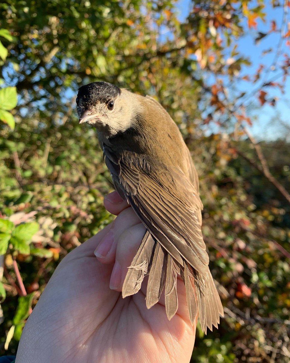 We had a lovely morning ringing session at Martin Down Nature Reserve the other morning! There were lots of young Blackcaps around, a few finches including Greenfinch and Goldfinch and the highlight of the day was a beautiful young female Stonechat 😍 <a href="/hantsbirdnews/">Hants Bird News</a> <a href="/HOSbirding/">Hampshire Ornithological Society</a>