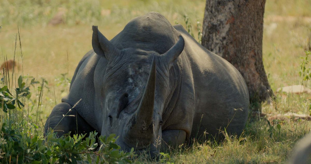 The story of loved and respected ranger Anton Mzimba, tragically killed in the name of the work he devoted his life to is a stark reminder of the terrible human cost of the illegal wildlife trade. @corps_global @Rhinomanmovie @wildlifecollege @MeganMcCubbin @gordonjbuchanan