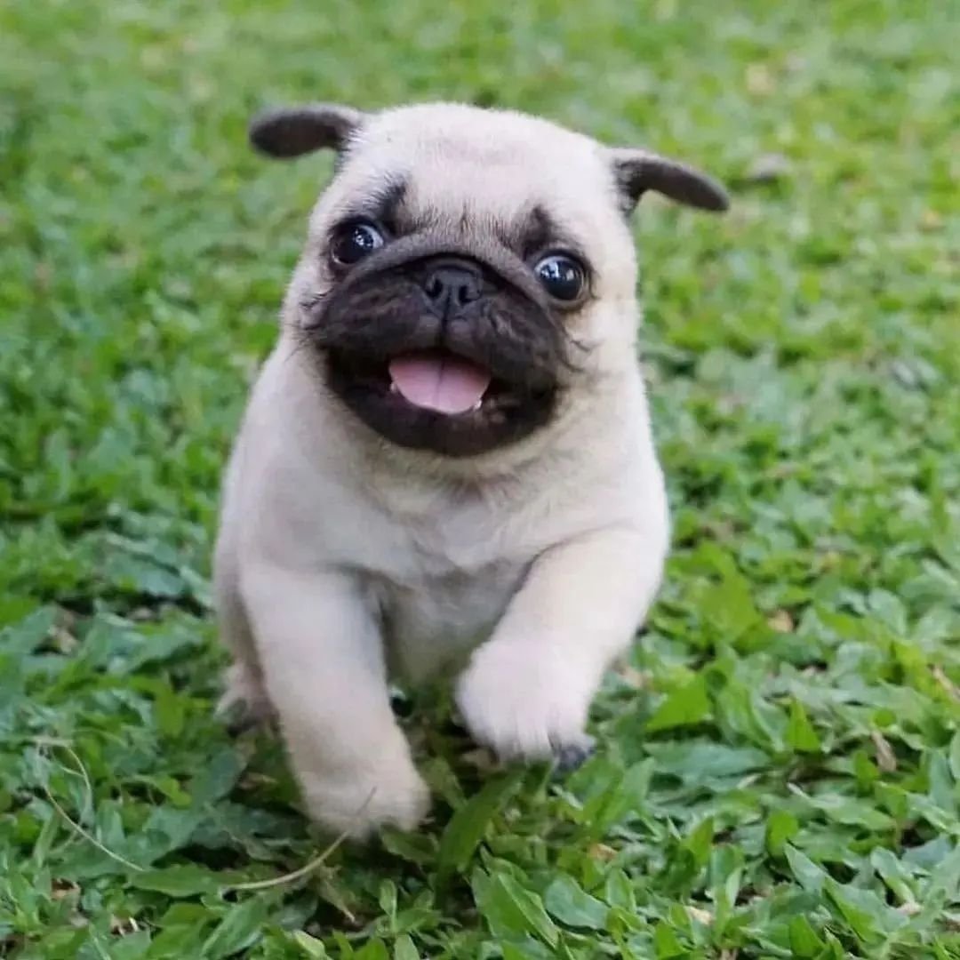 Pug Heaven USA tweet media